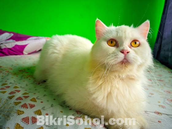 Persian Adult female